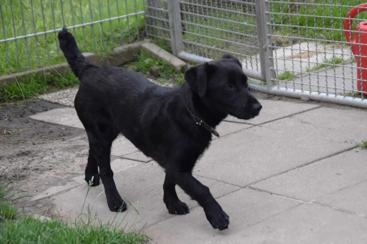 Roxy, female puppy Mixed Breed for adoption at BMT Tierheim Arche Noah Stuhr