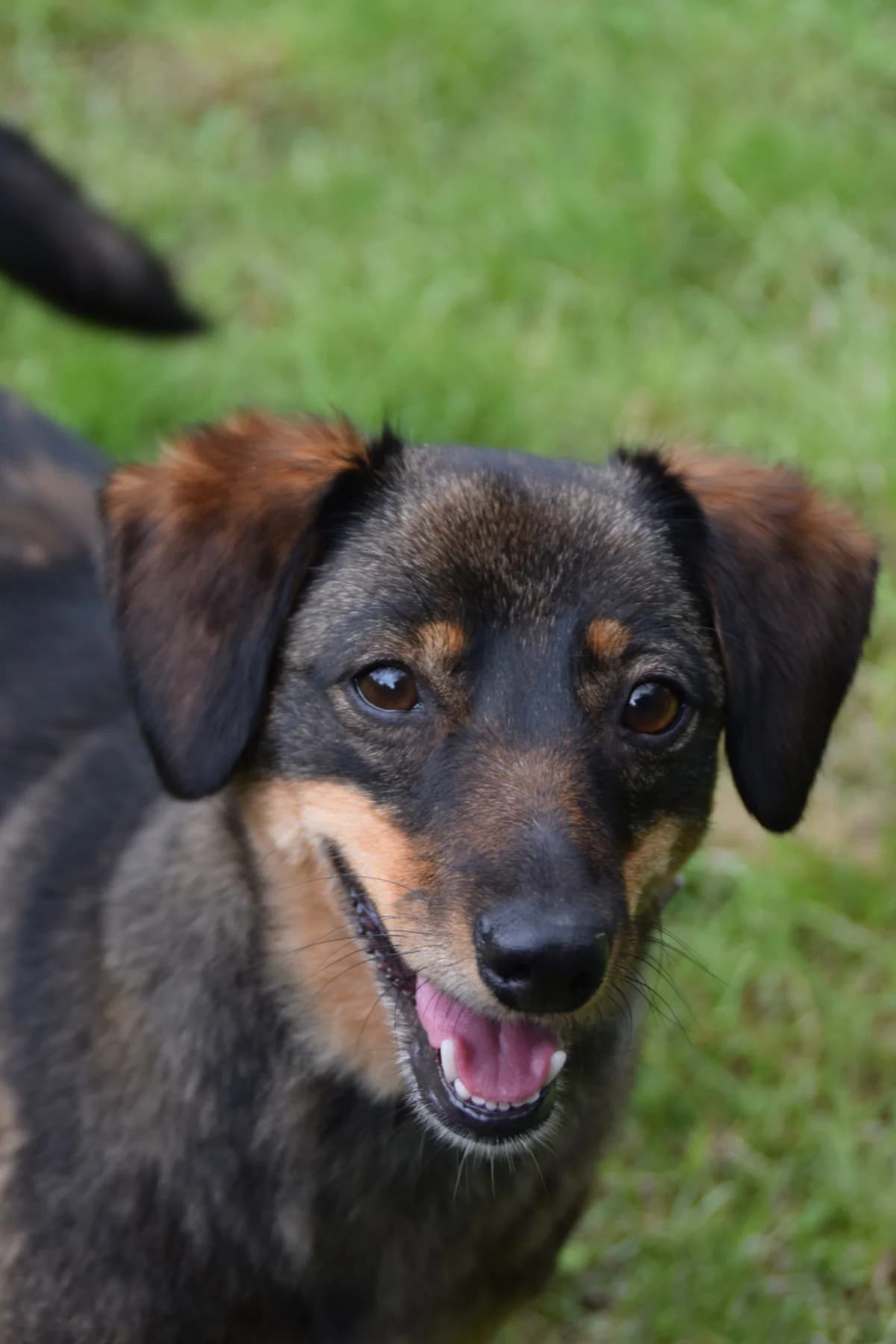 Lotti, female 5yo Mixed Breed for adoption at BMT Tierheim Arche Noah Stuhr