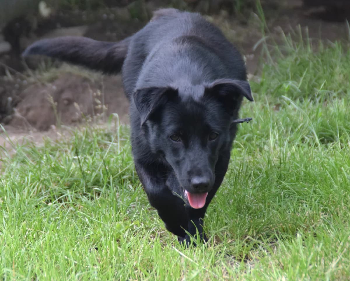 Jelka, female young Mixed Breed for adoption at BMT Tierheim Arche Noah Stuhr