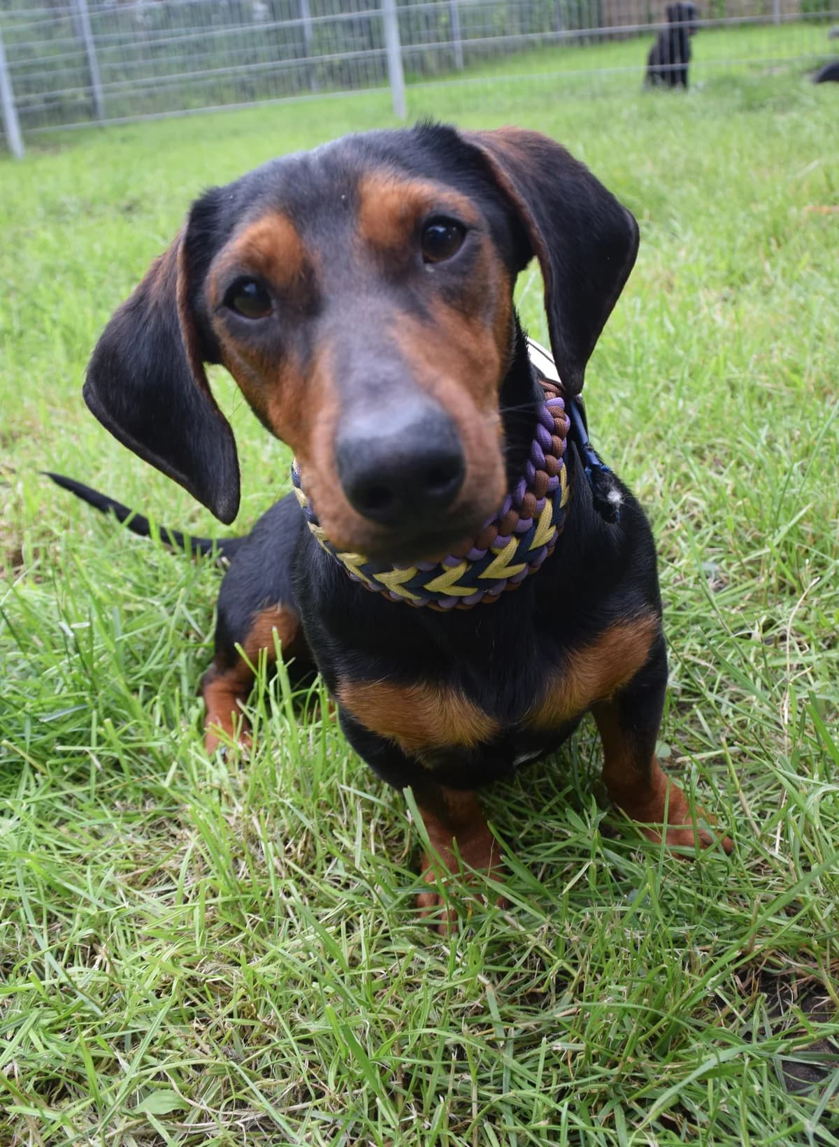 Speedy, male puppy Dachshund for adoption at BMT Tierheim Arche Noah Stuhr