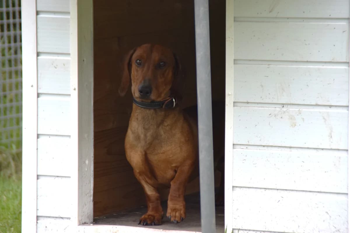 Samy, male puppy Dachshund for adoption at BMT Tierheim Arche Noah Stuhr
