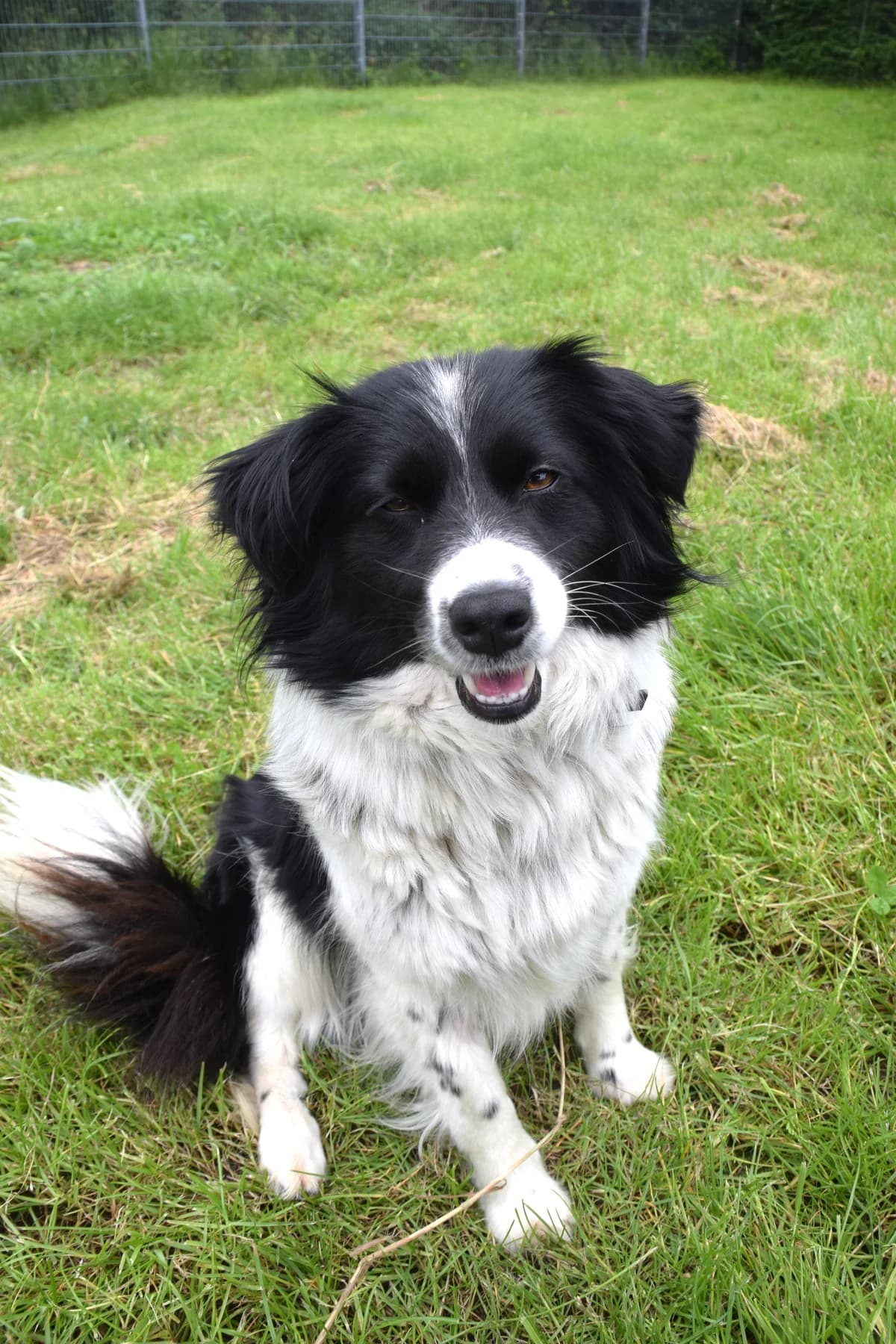 Kyra, female puppy Mixed Breed for adoption at BMT Tierheim Arche Noah Stuhr