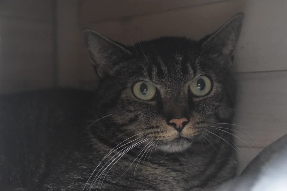 Udo, male 6yo European Shorthair for adoption at BMT Tierheim Arche Noah Stuhr
