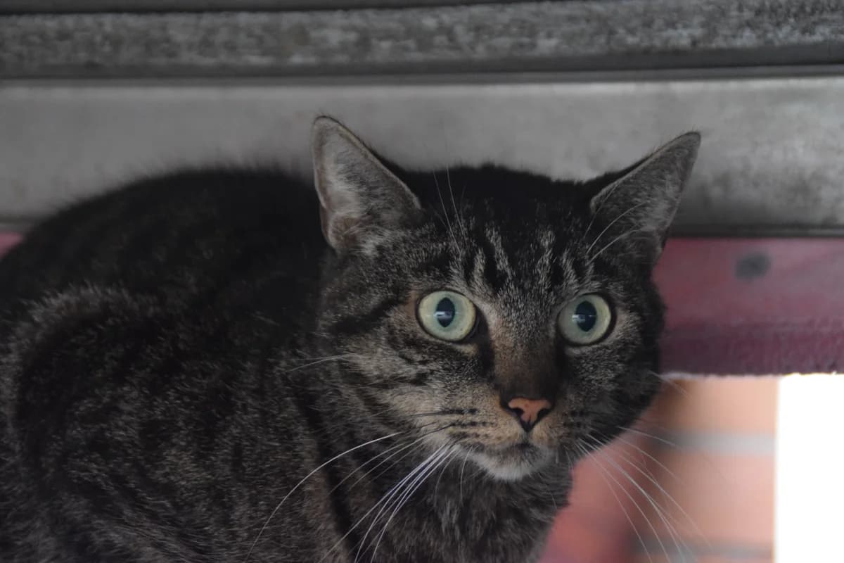 Udo, male 6yo European Shorthair for adoption at BMT Tierheim Arche Noah Stuhr