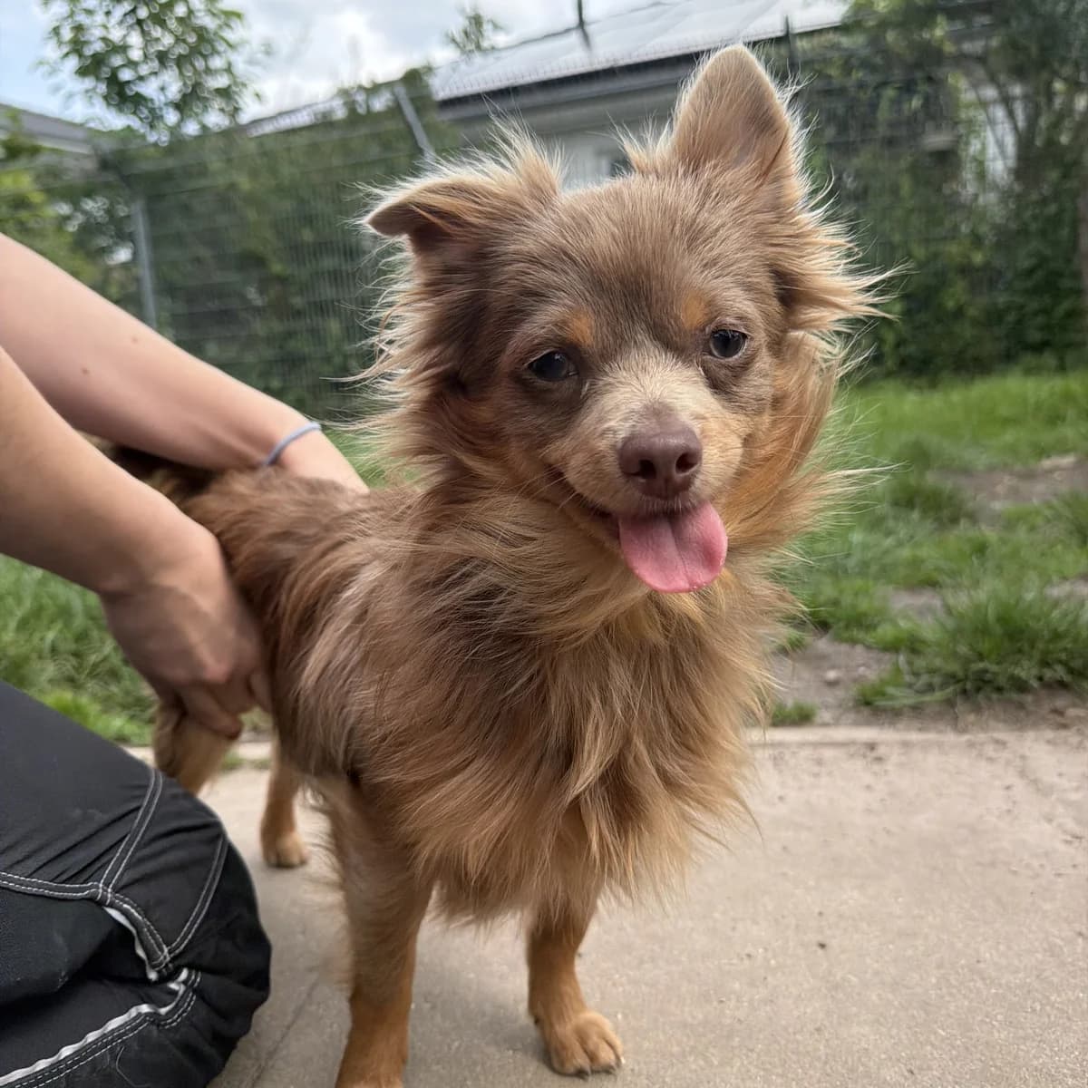 Andy, male puppy Chihuahua for adoption at BMT Tierheim Arche Noah Stuhr