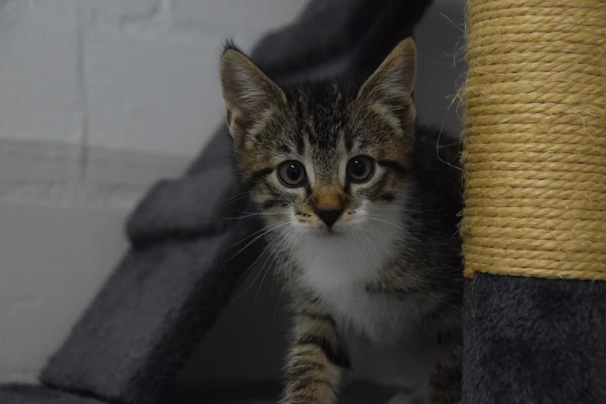 Ahsoka, female puppy European Shorthair for adoption at BMT Tierheim Arche Noah Stuhr