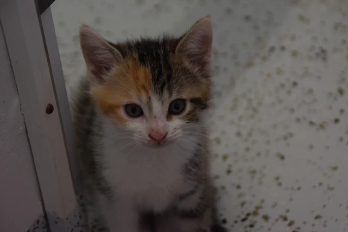 Cranberry, female puppy European Shorthair for adoption at BMT Tierheim Arche Noah Stuhr