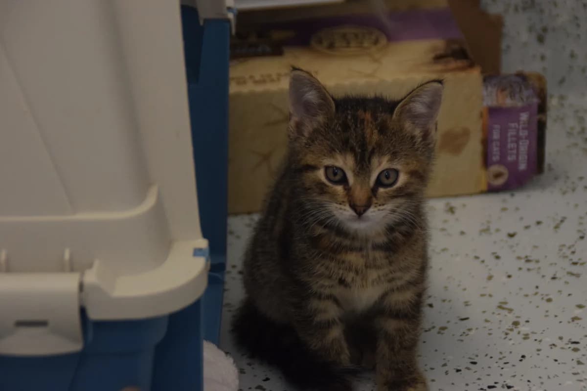 Coconut, female puppy European Shorthair for adoption at BMT Tierheim Arche Noah Stuhr