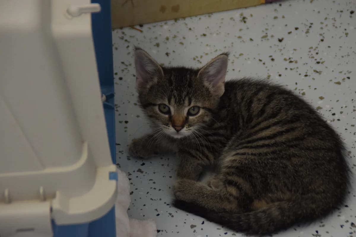 Cucumber, female puppy European Shorthair for adoption at BMT Tierheim Arche Noah Stuhr