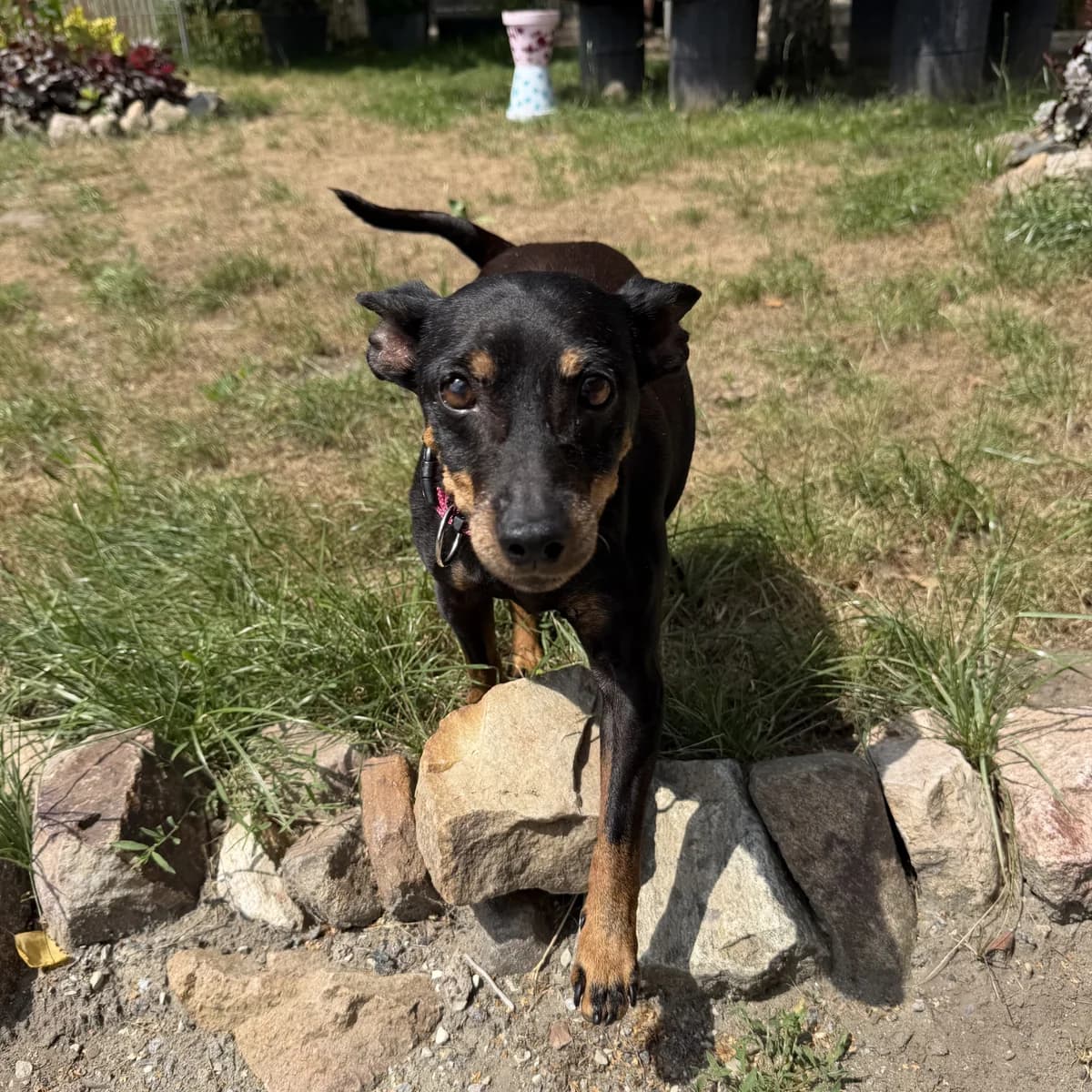 Bella, female senior mixed breed for adoption at BMT Tierheim Arche Noah Stuhr