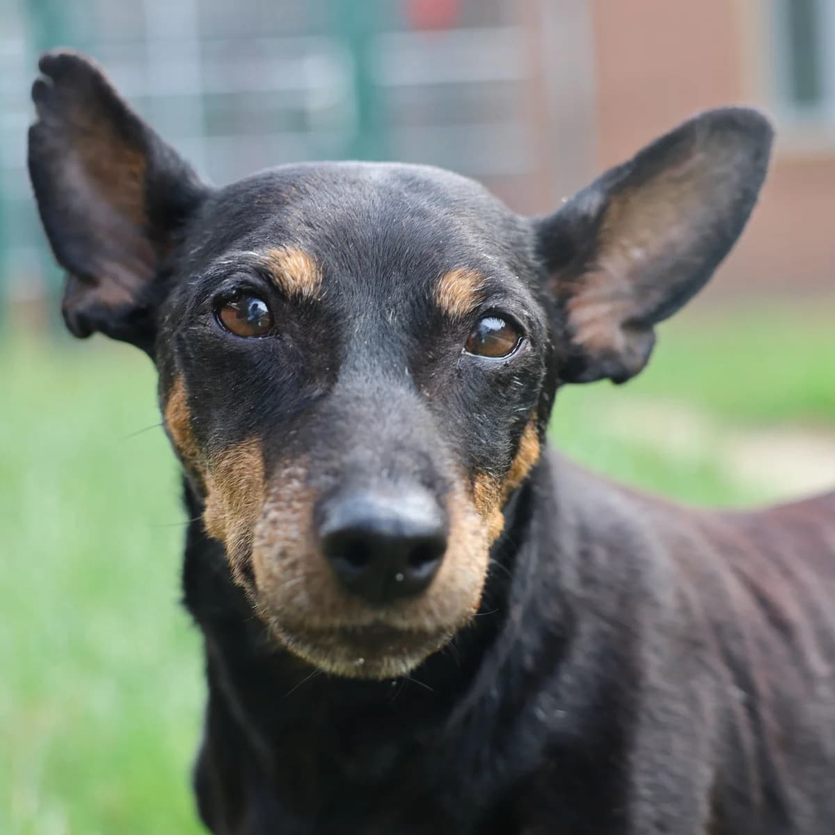 Bella, female senior mixed breed for adoption at BMT Tierheim Arche Noah Stuhr