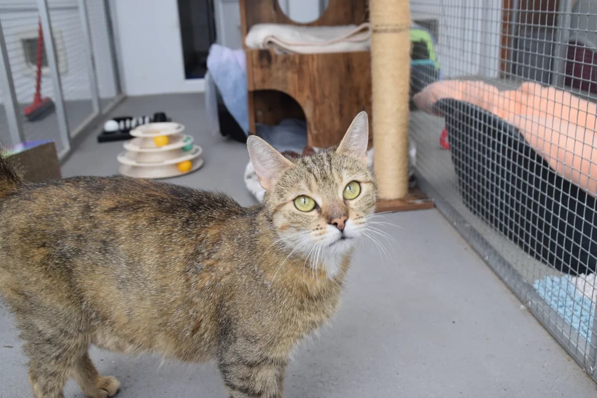 Cherry, female 6yo European Shorthair for adoption at BMT Tierheim Arche Noah Stuhr
