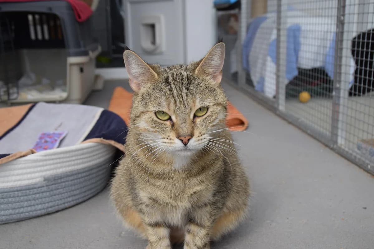 Cherry, female 6yo European Shorthair for adoption at BMT Tierheim Arche Noah Stuhr