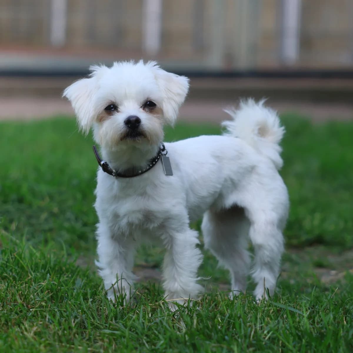 Tante Erna, female 4yo Maltese for adoption at BMT Tierheim Arche Noah Stuhr