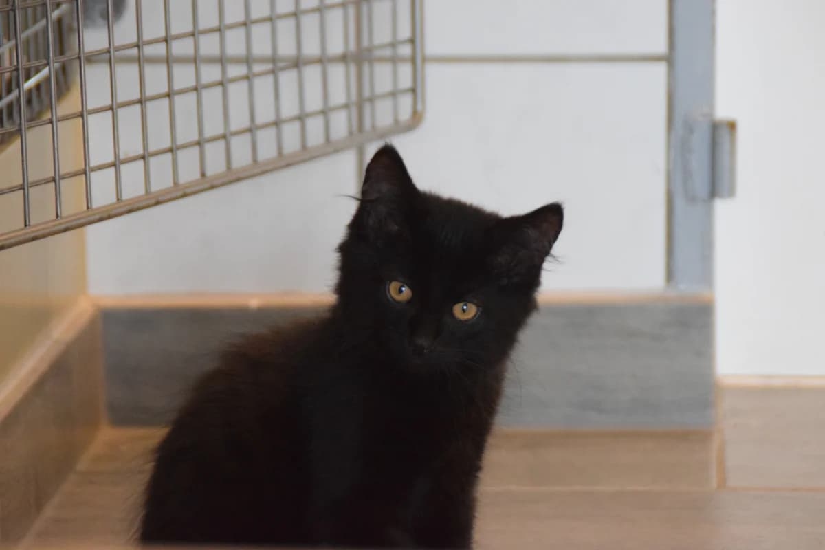 Hawk, male puppy mixed breed for adoption at BMT Tierheim Arche Noah Stuhr