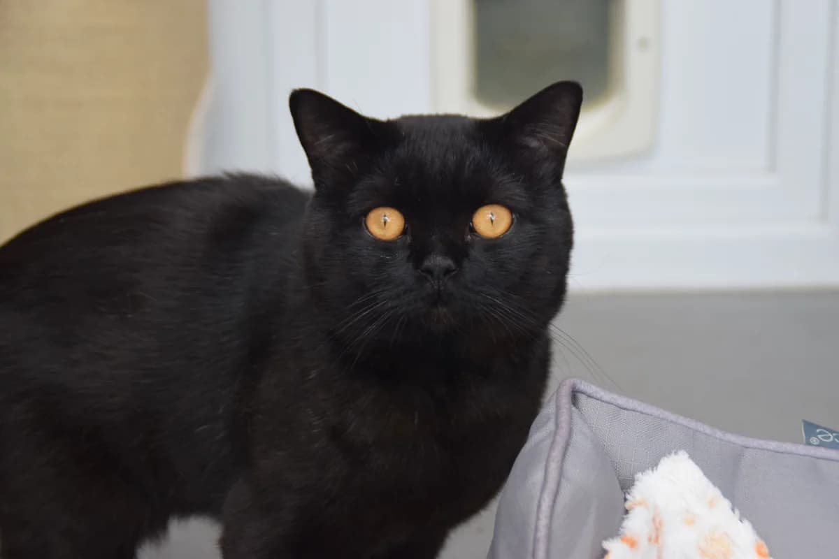 Monsterbacke, male 5yo British Shorthair for adoption at BMT Tierheim Arche Noah Stuhr