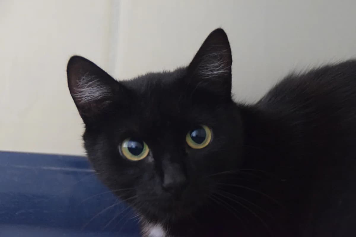 Elaine, female 3yo European Shorthair for adoption at BMT Tierheim Arche Noah Stuhr
