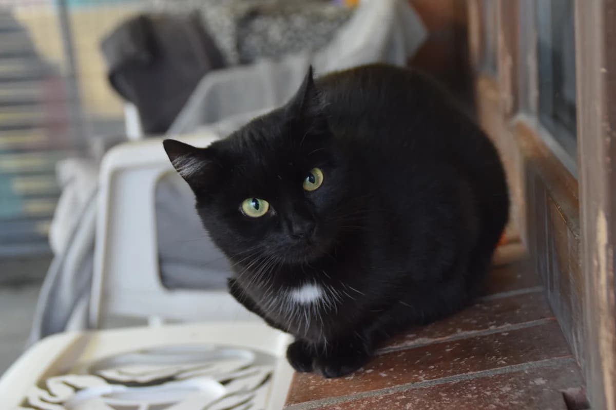 Elaine, female 3yo European Shorthair for adoption at BMT Tierheim Arche Noah Stuhr