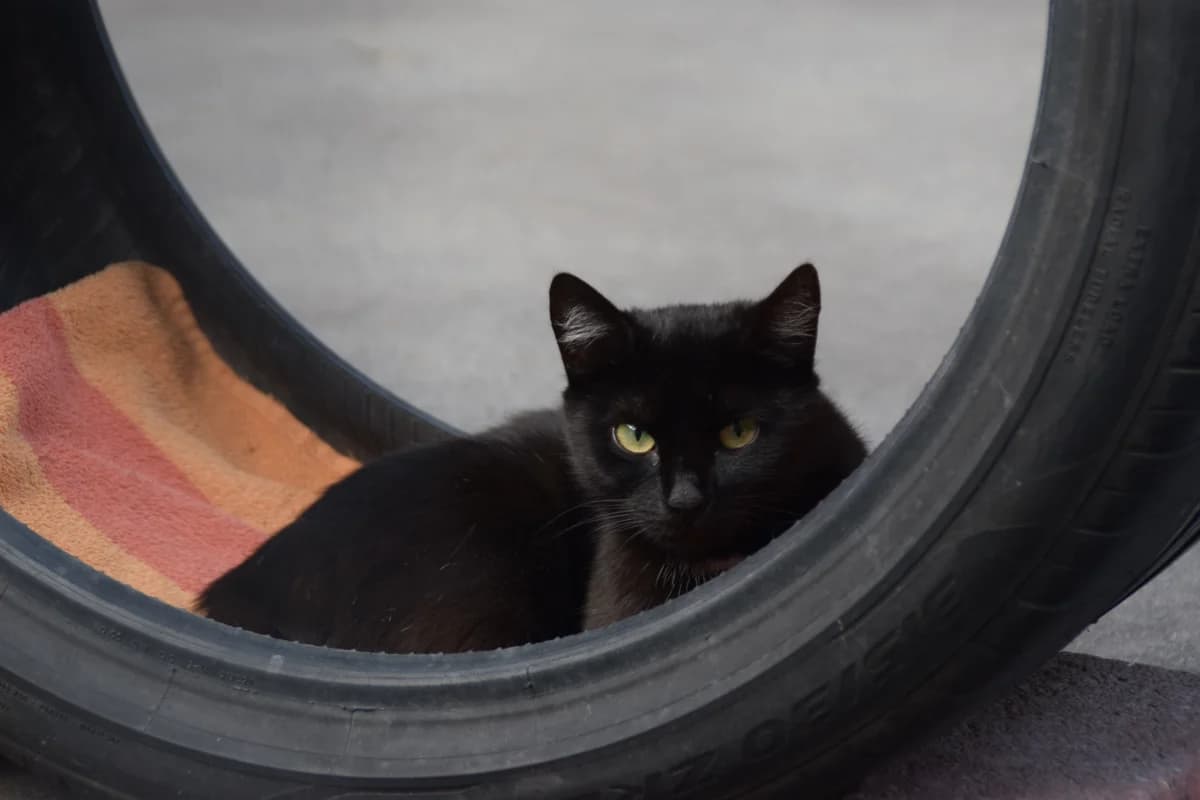 Elaine, female 3yo European Shorthair for adoption at BMT Tierheim Arche Noah Stuhr