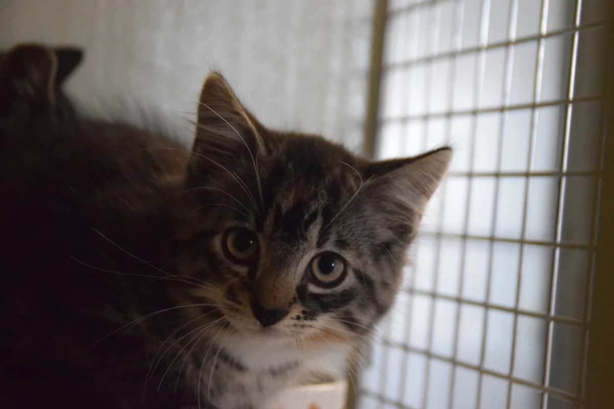 Horizon, female puppy mixed breed for adoption at BMT Tierheim Arche Noah Stuhr