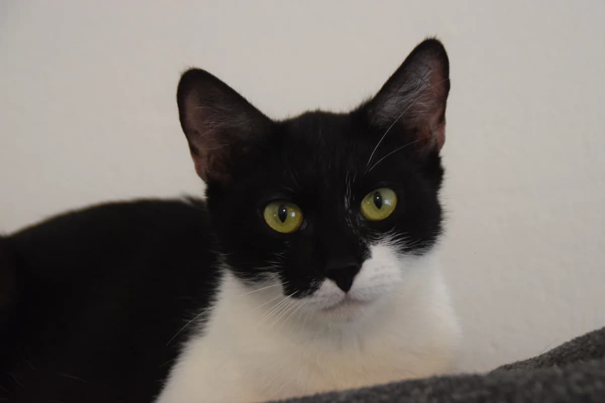 Juno, female young European Shorthair for adoption at BMT Tierheim Arche Noah Stuhr