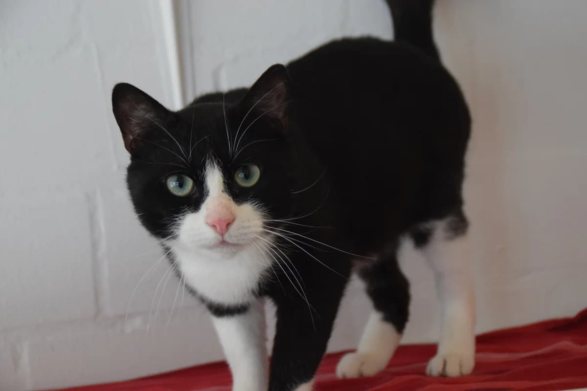 Vulkan, male young European Shorthair for adoption at BMT Tierheim Arche Noah Stuhr
