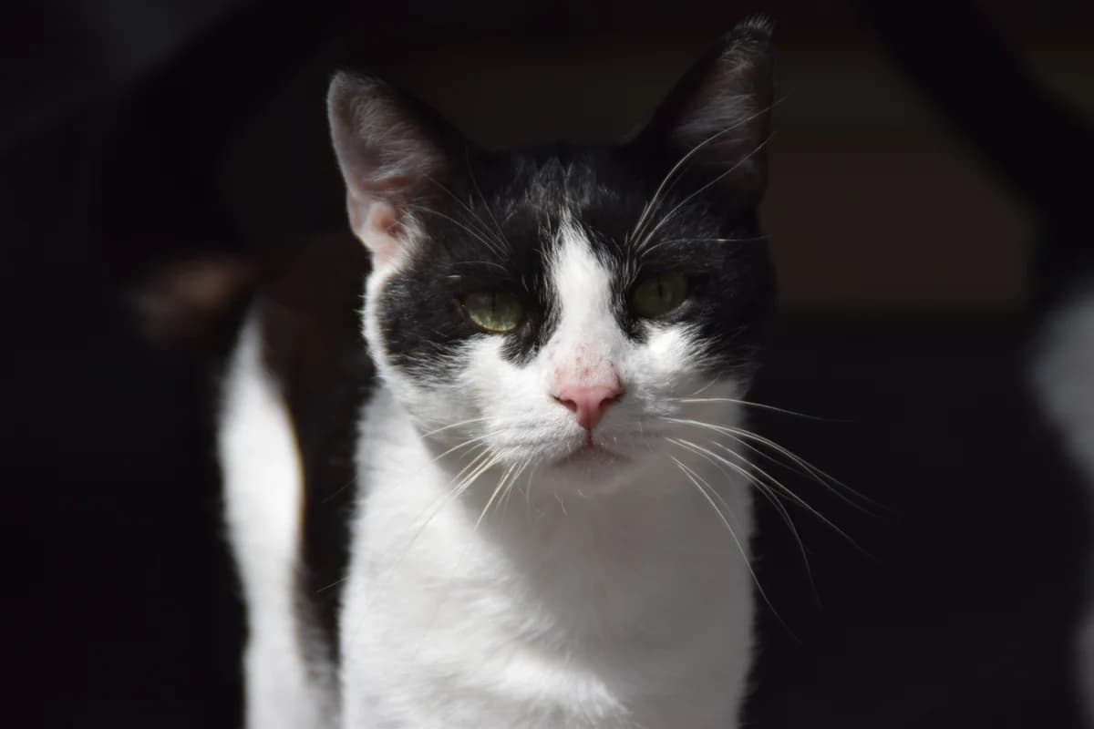 Apollo, male young European Shorthair for adoption at BMT Tierheim Arche Noah Stuhr
