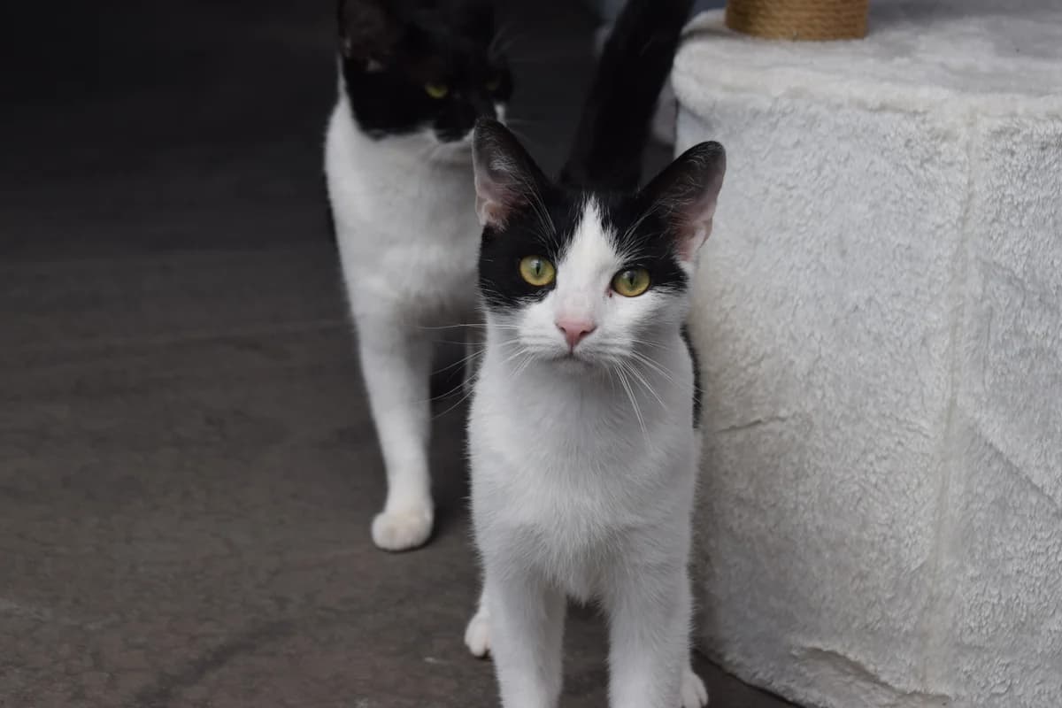 Minerva, female young European Shorthair for adoption at BMT Tierheim Arche Noah Stuhr