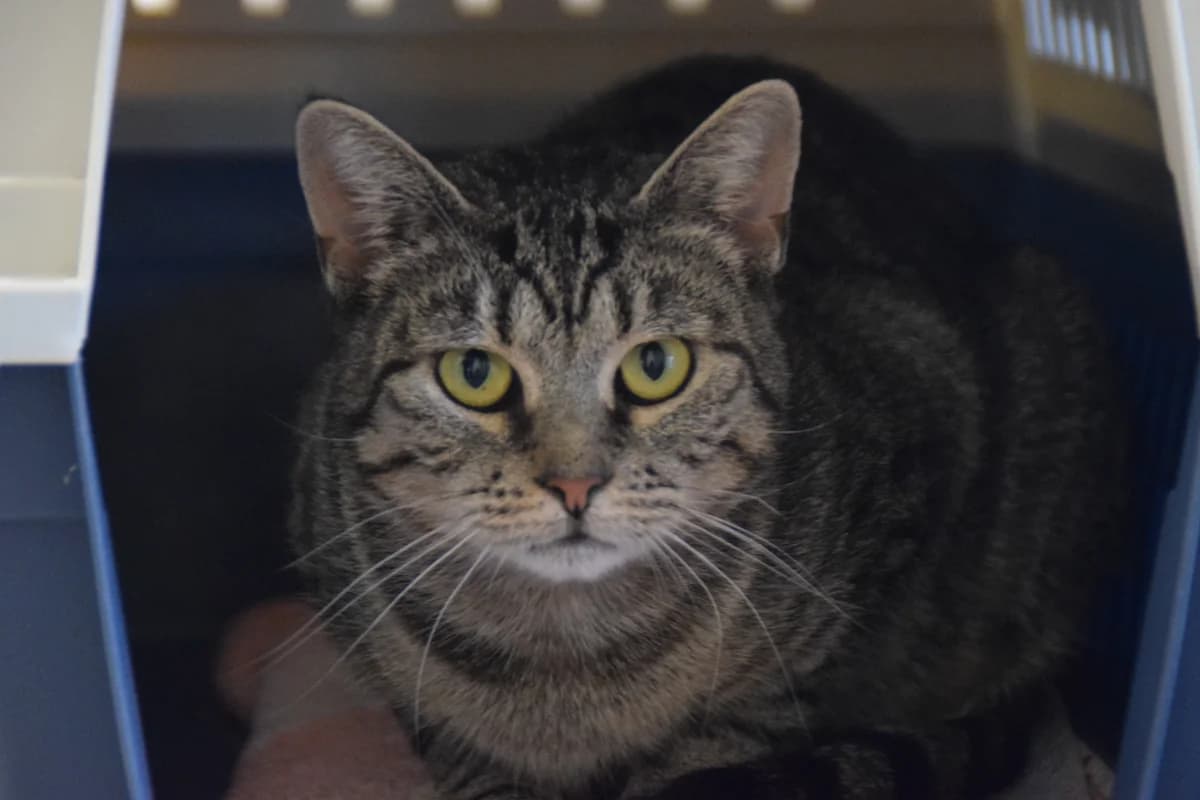 Dawn, female 3yo European Shorthair for adoption at BMT Tierheim Arche Noah Stuhr