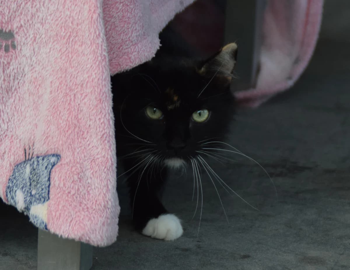 Hedwig, female 3yo mixed breed for adoption at BMT Tierheim Arche Noah Stuhr