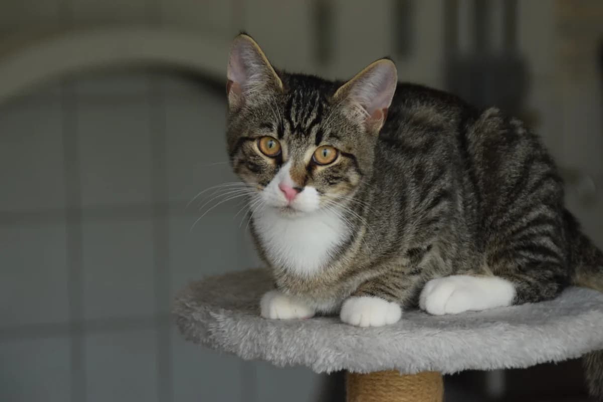 Luke, male puppy European Shorthair for adoption at BMT Tierheim Arche Noah Stuhr