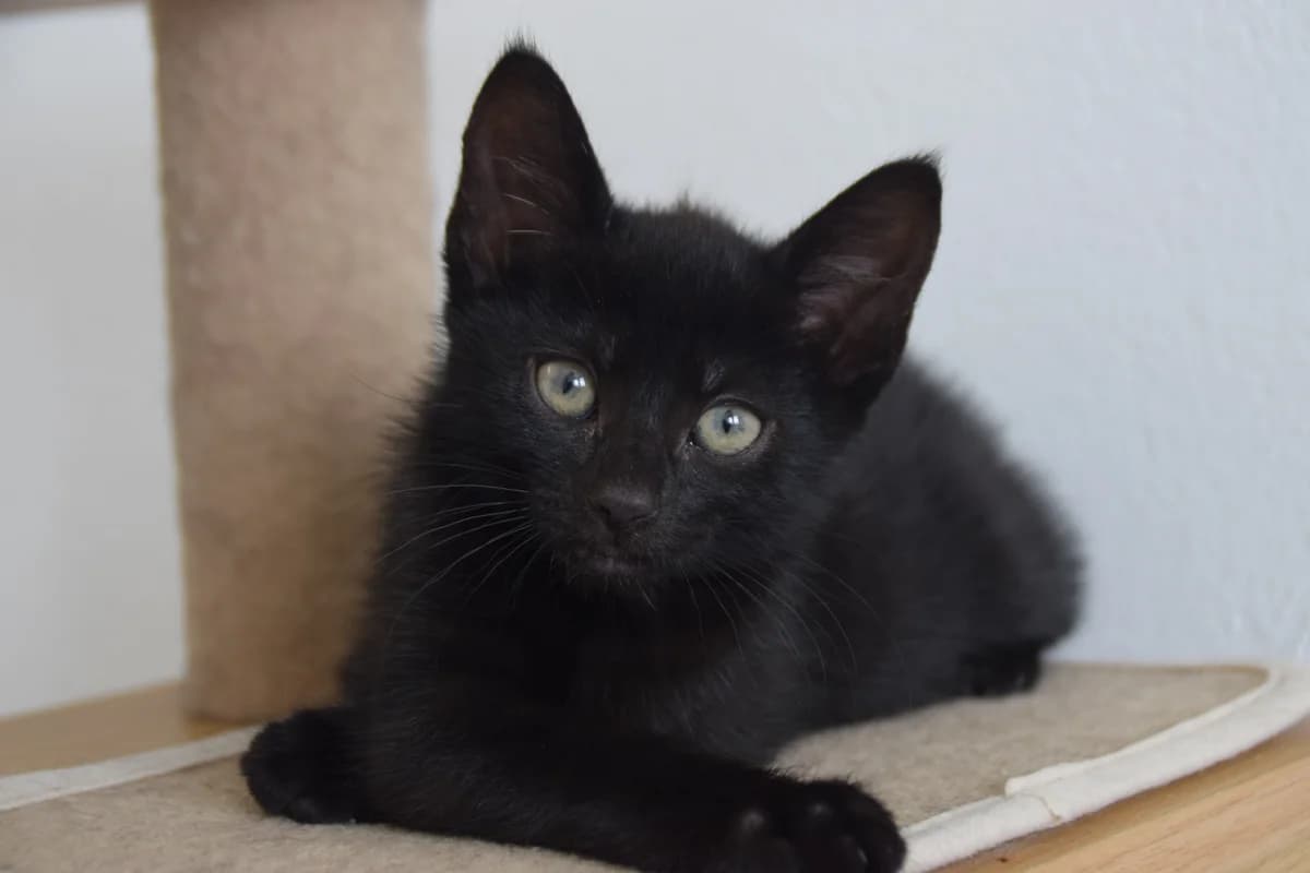 Feronia, female puppy European Shorthair for adoption at BMT Tierheim Arche Noah Stuhr