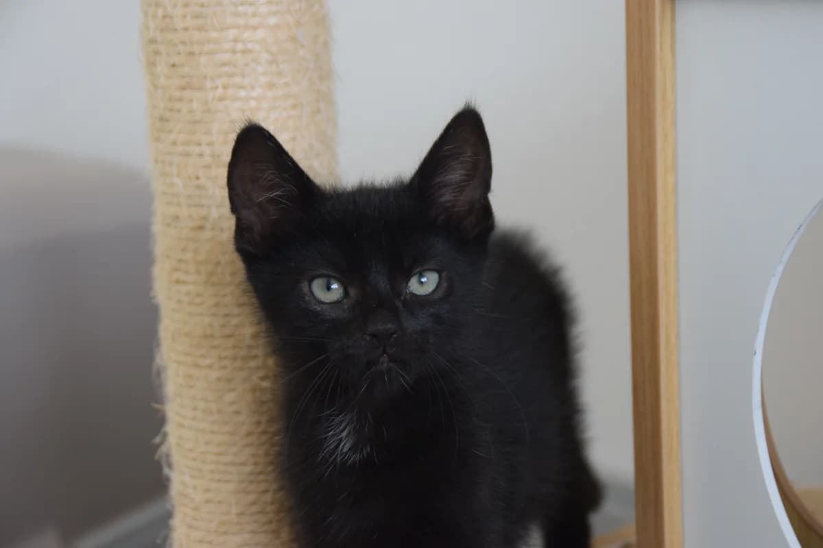 Febris, female puppy European Shorthair for adoption at BMT Tierheim Arche Noah Stuhr