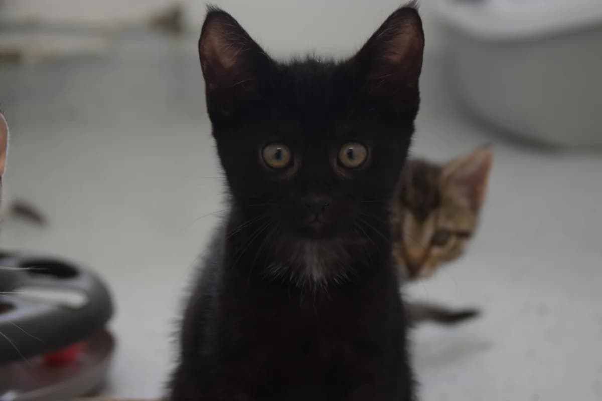 Dinkel, female puppy European Shorthair for adoption at BMT Tierheim Arche Noah Stuhr