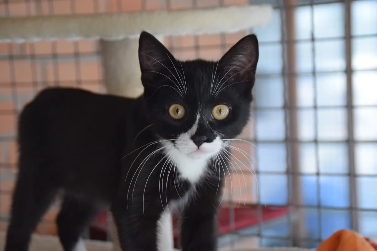 Tilda, female puppy European Shorthair for adoption at BMT Tierheim Arche Noah Stuhr