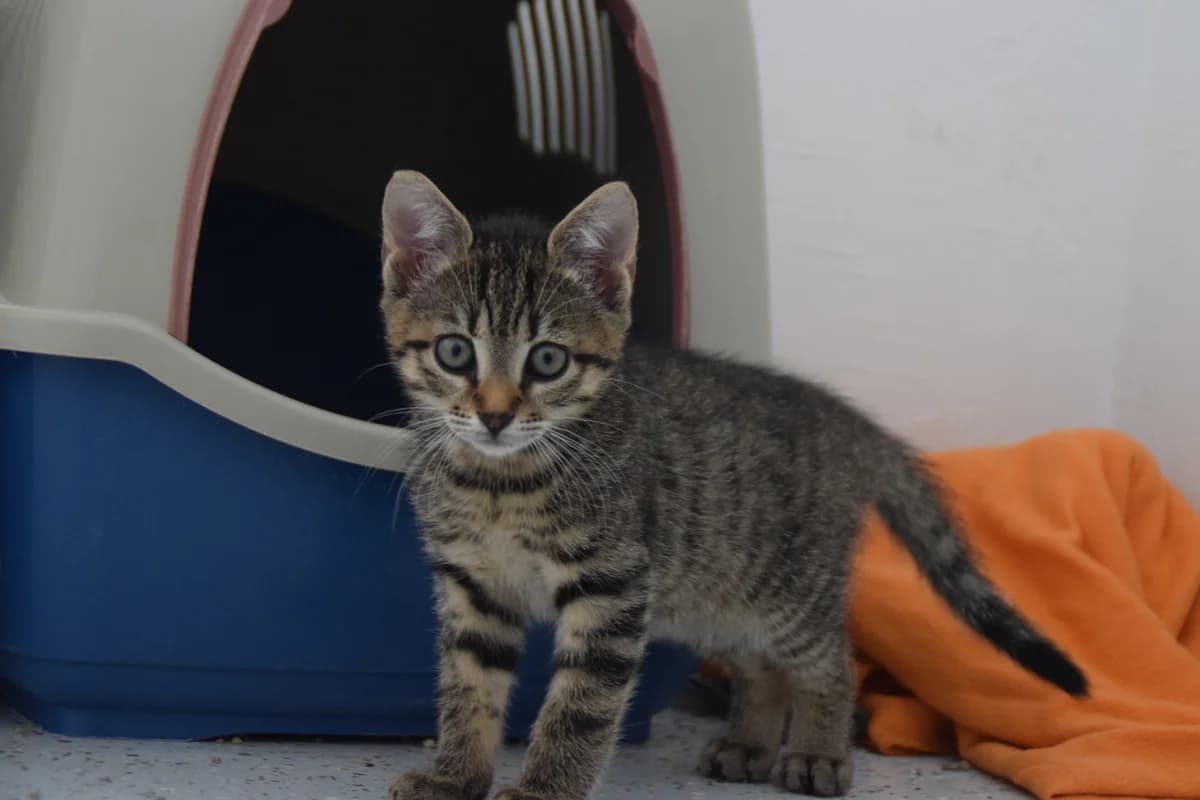 Götz, male puppy European Shorthair for adoption at BMT Tierheim Arche Noah Stuhr