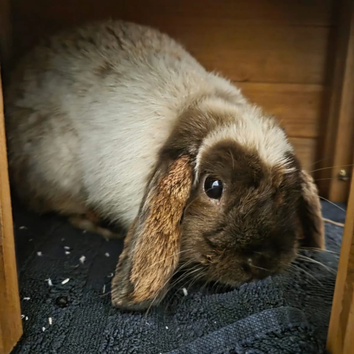 Kaminski, male 6yo mixed breed for adoption at BMT Tierheim Arche Noah Stuhr