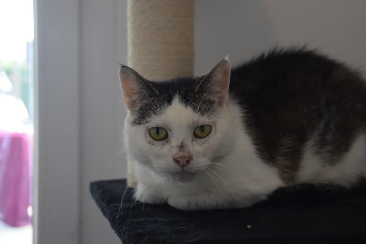 Olli, female senior European Shorthair for adoption at BMT Tierheim Arche Noah Stuhr