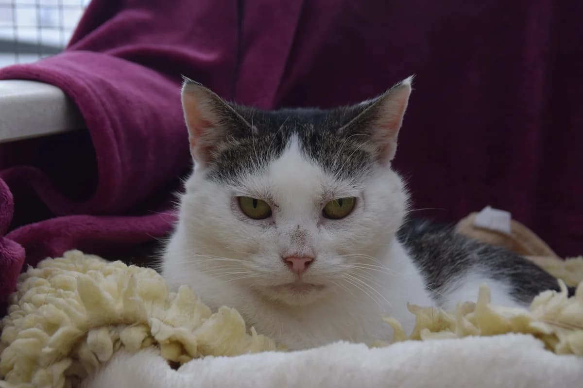 Olli, female senior European Shorthair for adoption at BMT Tierheim Arche Noah Stuhr