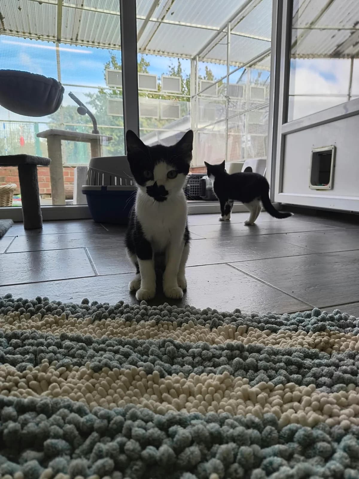Ildefons, male puppy European Shorthair for adoption at BMT Tierheim Arche Noah Stuhr