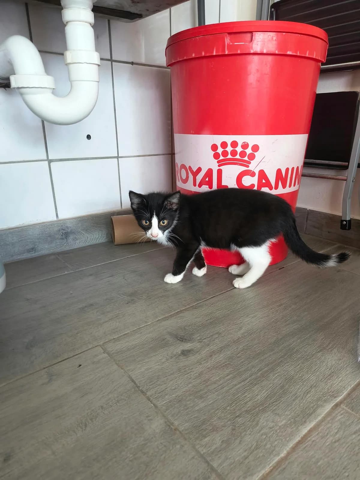 Ingobert, male puppy European Shorthair for adoption at BMT Tierheim Arche Noah Stuhr