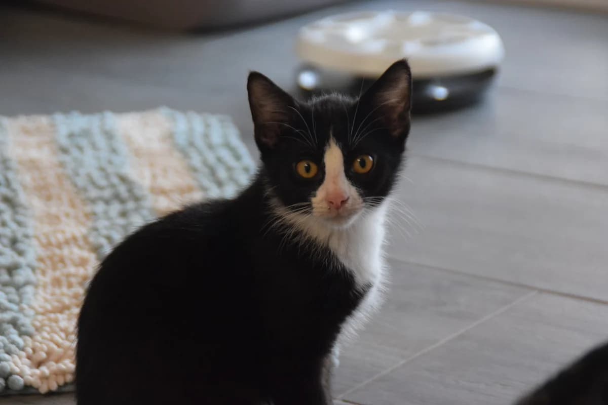 Ingobert, male puppy European Shorthair for adoption at BMT Tierheim Arche Noah Stuhr