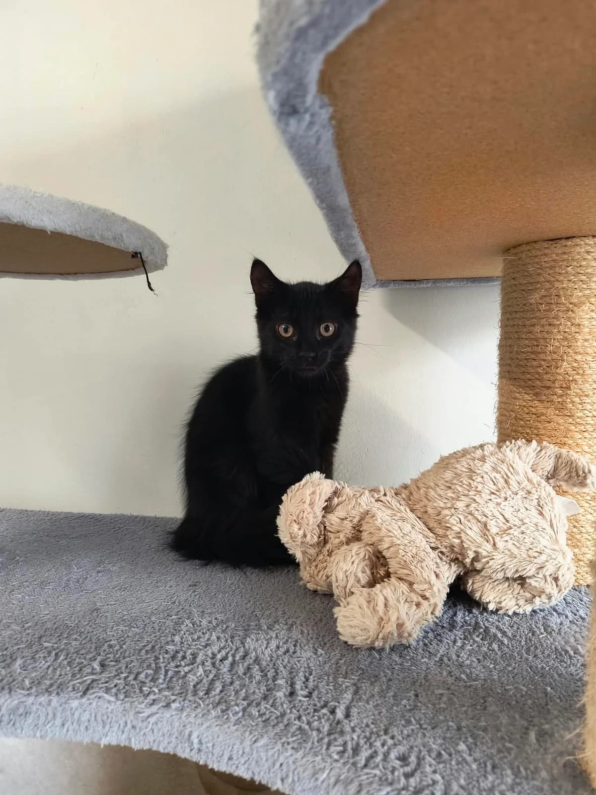 Hydro, male puppy mixed breed for adoption at BMT Tierheim Arche Noah Stuhr