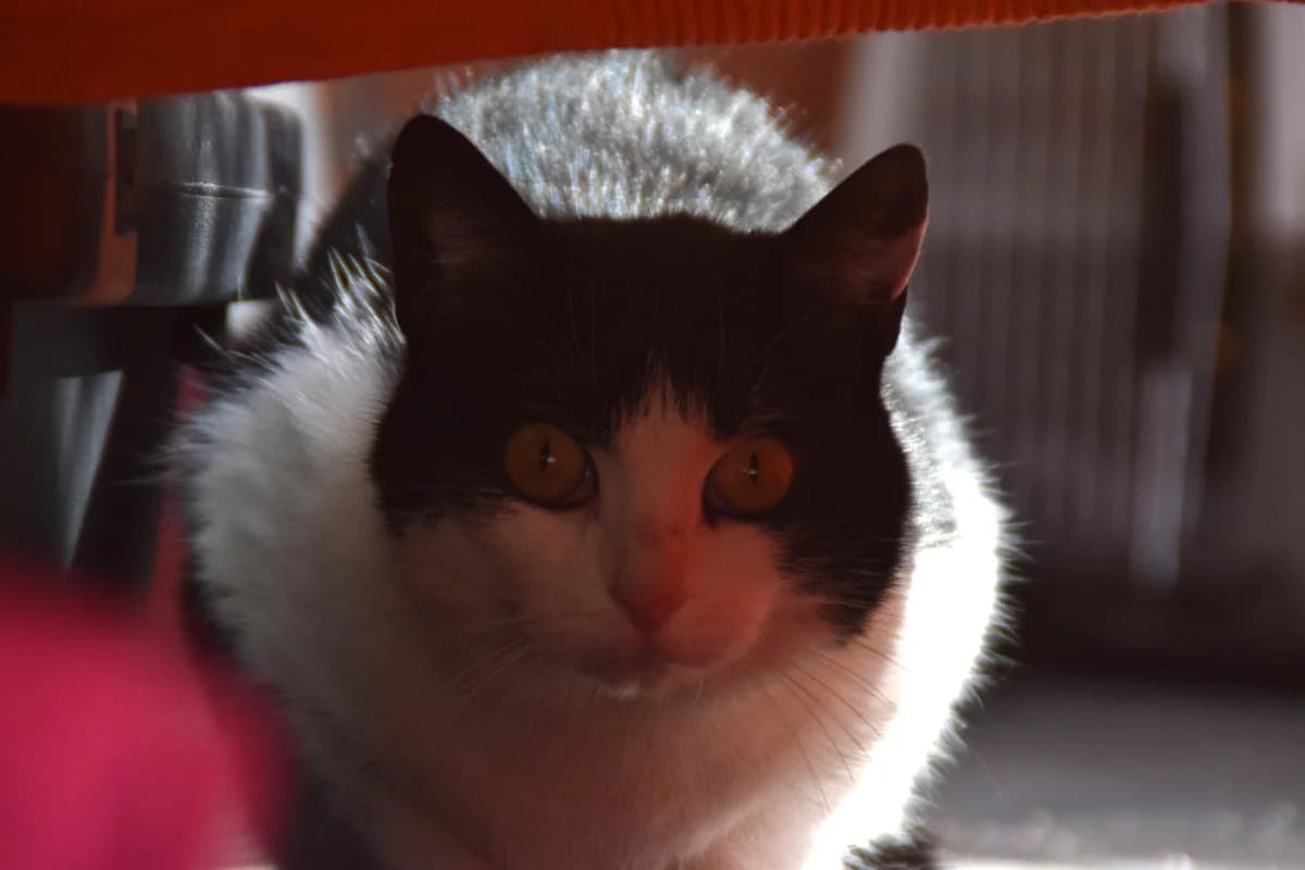 Edda, female 4yo European Shorthair for adoption at BMT Tierheim Arche Noah Stuhr