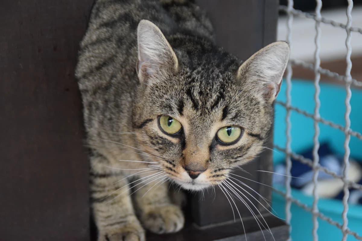 Bluni, female young European Shorthair for adoption at BMT Tierheim Arche Noah Stuhr