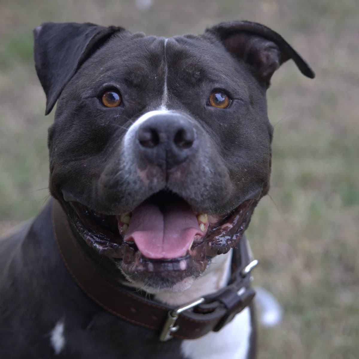 Floki, male 6yo American Bully for adoption at BMT Tierheim Arche Noah Stuhr