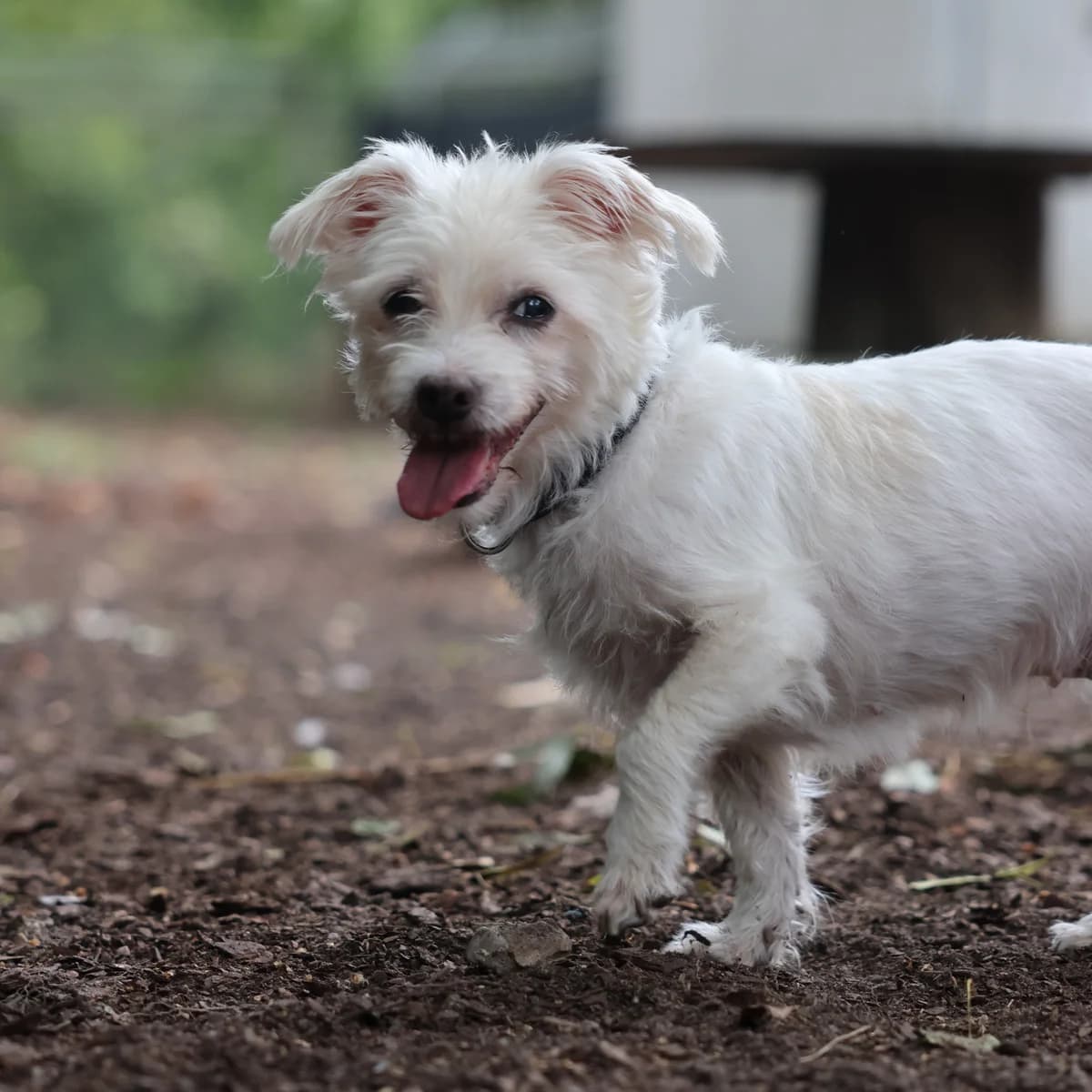 Gundi, female senior Bichon Frisé for adoption at BMT Tierheim Arche Noah Stuhr