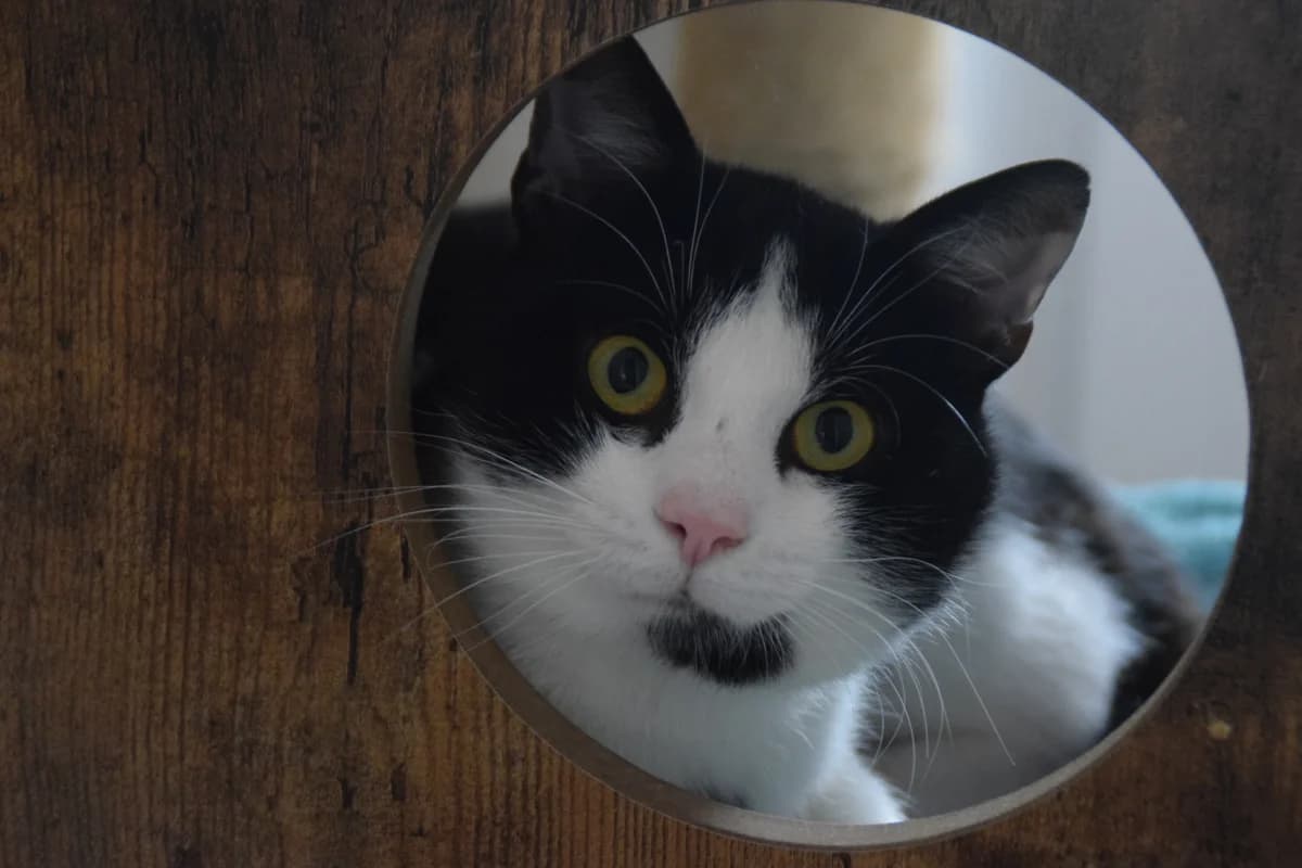 Ed, male young European Shorthair for adoption at BMT Tierheim Arche Noah Stuhr