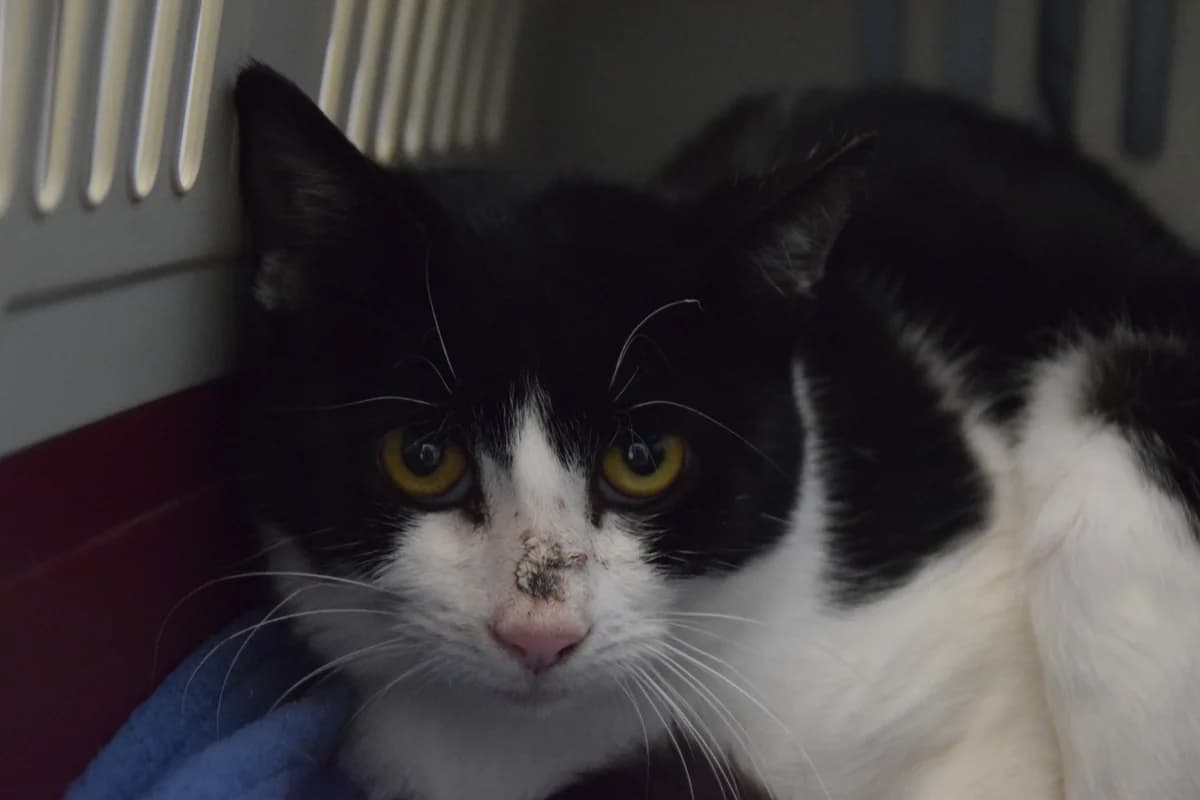 Bantu, male 3yo European Shorthair for adoption at BMT Tierheim Arche Noah Stuhr