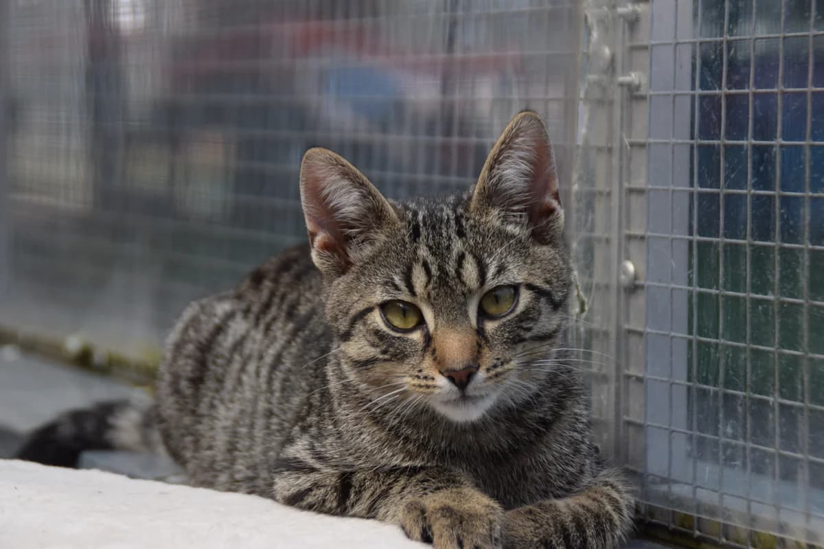 Mau, male puppy European Shorthair for adoption at BMT Tierheim Arche Noah Stuhr